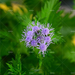 蓝雾草盆栽 多年生 开花宿根耐寒耐热花期长阳台庭院植物净化空气