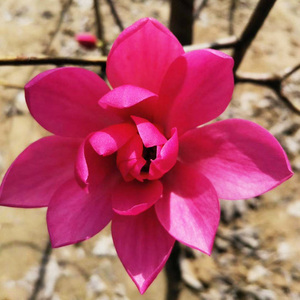 玉兰花树娇红一号