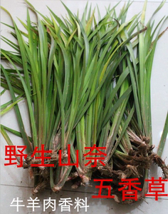 贵州山奈 三奈 五香草 随手香盆景盆栽带根苗新鲜牛肉香料5件包邮