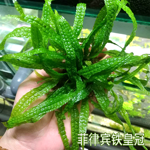 鱼缸造景活体水草淡水菲律宾铁皇冠懒人植物易活阴性草水下叶繁殖
