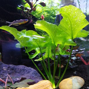 草缸造景鱼缸水下叶淡水日本荷根青荷根鱼缸造景水草会开花水草