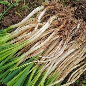 四川特产农家自种好吃的新鲜大葱本地葱黄现挖 5斤装