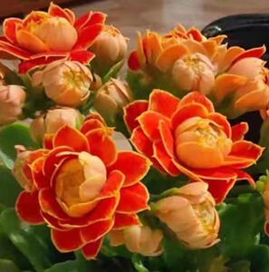 巴黎长寿花混色