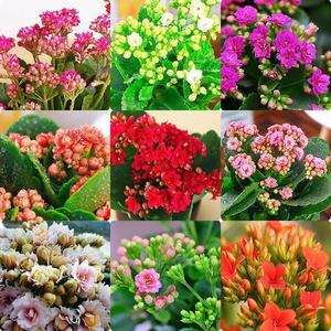 长寿花巴黎赫丽