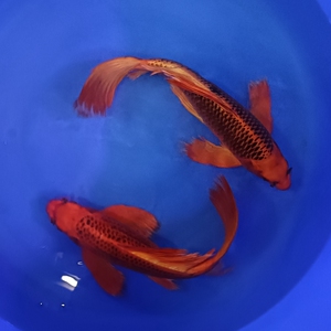火凤凰锦鲤 纯种台湾龙凤观赏鱼 淡水冷水好养金鱼活体蝴蝶鲤长尾