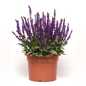 林荫鼠尾草新景象新篇章系列盆栽苗植物阳台花园庭院景观花卉耐寒