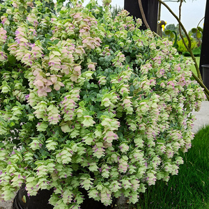 观赏牛至盆栽花苗折纸画系列多年生耐旱耐寒好养阳台庭院花卉植物