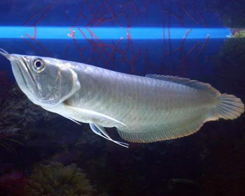 4、風水魚有哪些種類?