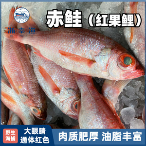 浙奉渔舟山野生红果鲤鲜活冷冻特大赤鯥喉黑鱼冰冻海鲜水产