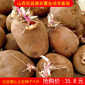 红皮黄心土豆种子一级原种山西岚县康农薯业种子培育基地 青薯9号