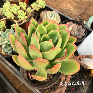 多肉植物花之鹤群生老桩花卉绿植盆栽创意生活阳台客厅卧室趣味