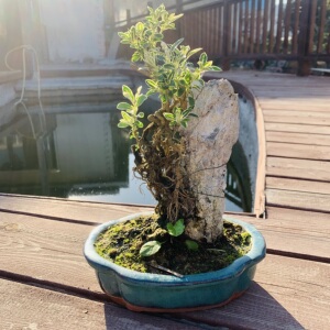 办公室桌面盆栽四季常青植物小盆栽提根抱石金边六月雪附石盆景