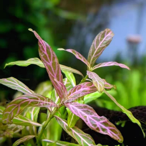 青丝红叶水草变色水草造景红丝青叶中后景无需co2自养水下叶 包邮