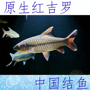 红吉罗 中国结鱼 鱼池稀有冷水中大型鱼 鱼苗好养易活 云南原生鱼