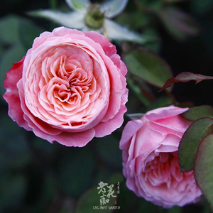 老花痴 美空 友禅系列月季花苗绿植花卉玫瑰阳台庭院盆栽地栽