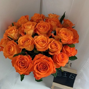 老花痴 国王日 超新品玫瑰大花耐热切花月季 绿植花卉盆栽勤花