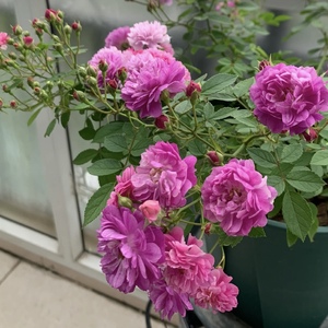 0016人付款天猫艾拉绒球月季花苗灌木耐热开花机器丰花可灌可藤本抗病