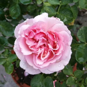 000人付款淘宝伊芙繁华都市月季花苗 玫瑰 灌木 多季勤花浓香 阳台