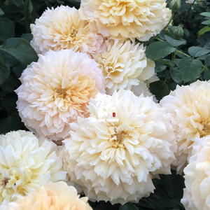 老花痴 利亚图图 奥斯汀大花浓香月季花苗绿植花卉玫瑰阳台庭院