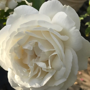 伊芙白法师伯爵 扦插月季花苗 灌木月季大花强香阳台植物盆栽花卉