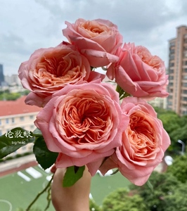 老花痴 伦敦眼 新品肯尼亚玫瑰切花月季盆栽花卉花苗庭院阳台地栽
