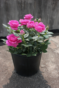 老花痴 海洋欢腾 大花耐热月季花苗绿植花卉玫瑰阳台庭院盆栽地栽