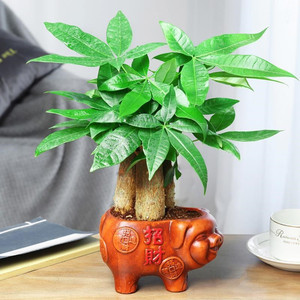 的绿色室内室内好养盆栽招财进宝带发财树植物办公室好净化空气