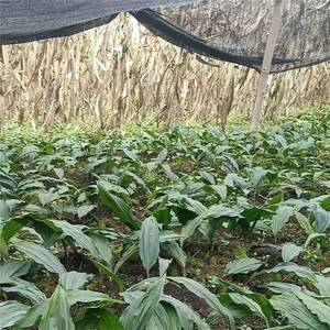 现挖宽叶毛慈菇种苗山慈菇冰球子苗药材种植绿植室内盆栽20株包邮