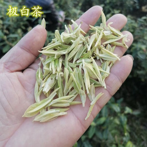 安吉极白白茶