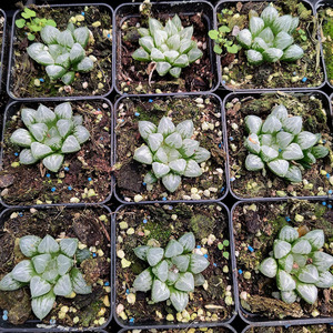 爱心寿多肉植物十二卷玉露办公室内绿植花卉盆栽易养鲜花直批