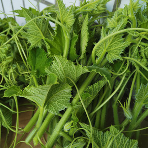 南瓜尖新鲜嫩瓜尖苗农家露天种植绿色腾叶茎梗须菜当季时令蔬菜