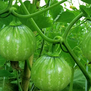 嫩南瓜重庆四川农家种植现摘现发包邮新鲜花皮青皮小圆瓜当季蔬菜