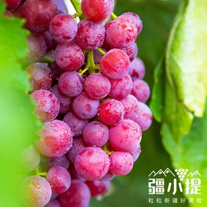 【新疆奶提子】新疆奶提子品牌,价格 - 阿里巴巴