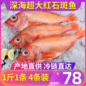 红石斑鱼鲜活冷冻超大红鱼包邮深海大眼鱼富贵鱼斑鱼海鲜水产海鱼
