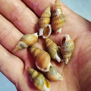 海水翻砂螺 长鼻翻沙螺海缸翻沙生物 高效翻沙