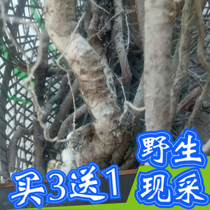 五叶木通根 现采新鲜野生1斤 羊开口野木瓜预知子八月炸八月扎根