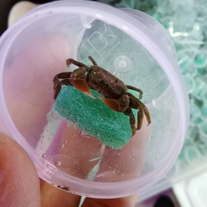 迷你辣椒蟹活体可混养螃蟹观赏蟹宠物蟹吃虫除藻淡水蟹爬行动物