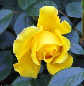 国月大花品种月季花黄和平浓香型玫瑰花苗盆栽四季开观花绿植花卉