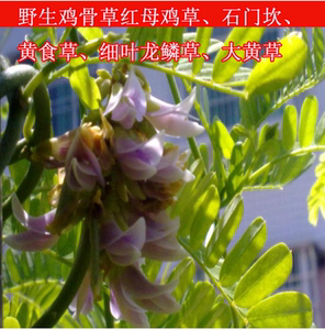 粤北自然生长鸡骨草红母鸡草石门坎黄食草 细叶 龙 鳞草 大黄草