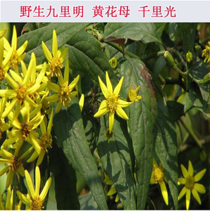 野生千里光九里明黄花母宝宝洗澡新鲜现采500g千里光中草药洗