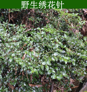 绣花针草药野生