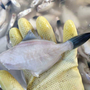 3斤装中号耗儿鱼马面鱼橡皮鱼火锅食材扒皮狼鱼耗儿鱼1斤10-20条