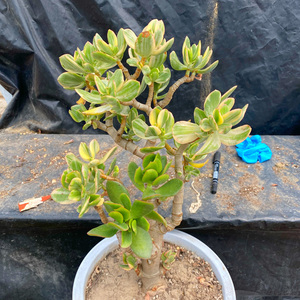 花巷多肉大棚 新三色花月锦落日之雁大群生老桩玉树锦一物一拍