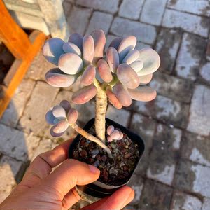 花巷多肉园艺大棚 橙雪球奶酪木质化老桩多头群生圆滚滚一物一拍