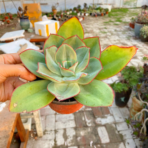 花巷多肉园艺大棚 钢叶莲大单头老桩红边普货好养一物一拍