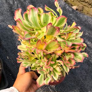 花巷多肉园艺大棚 艳日伞法师出锦法师大老桩大群生捧花一物一拍