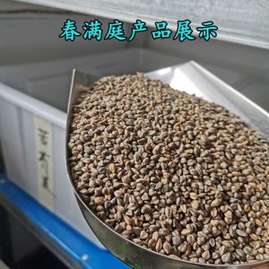 优质甜荞麦种子 苦荞麦种子易种易活发芽率高芽苗菜高产荞麦种子