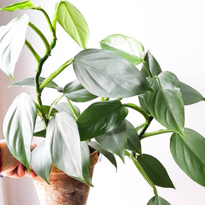 进口银叶云母喜林芋大理石女王合果芋耐旱室内装饰植物好养绿植