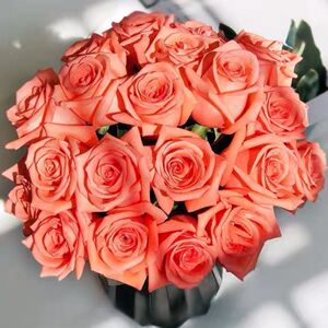 影星粉玫瑰鲜花