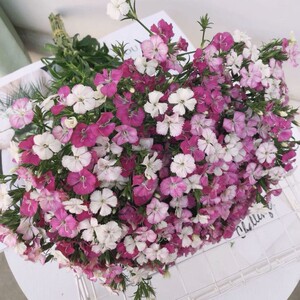 80ghgh1992淘宝相思梅石竹梅鲜花花束云南直批北京同城办公室插花